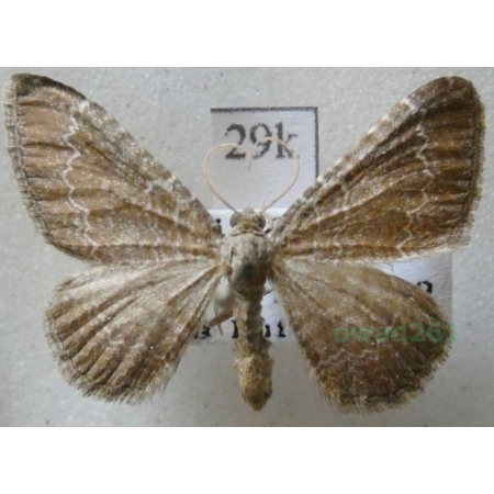 Cataclysme riguata (Hübner, 1813) Obmytek falisty Czech29k